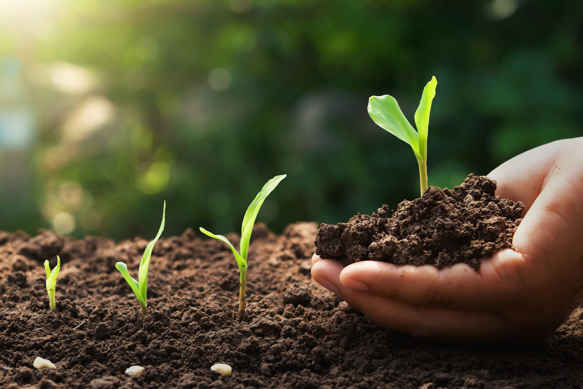 Scientific Discovery