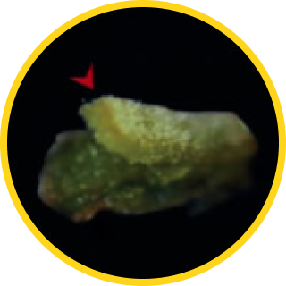 1200年紅豆杉樹 幹細胞