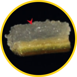 1,100年銀杏樹 幹細胞