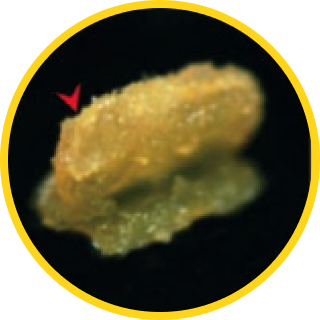 蕃茄紅素 幹細胞