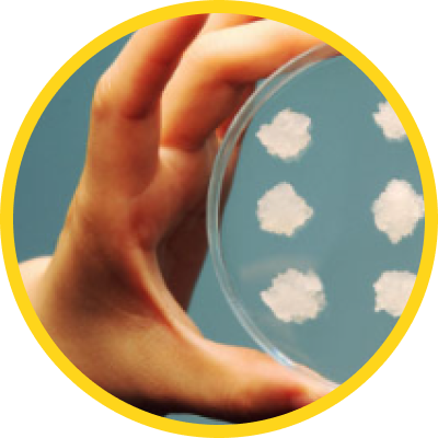 植物幹細胞分離